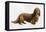 Dachsund-Harro Maass-Framed Premier Image Canvas