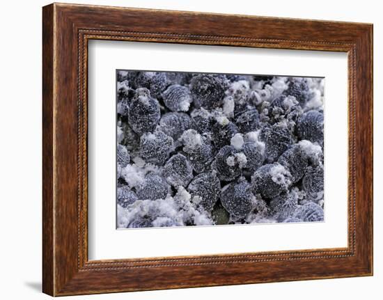 Dactylopius Coccus (Opuntia Cochineal Scale)-Paul Starosta-Framed Photographic Print