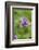 Dactylorhiza, blossom, close-up-David & Micha Sheldon-Framed Photographic Print