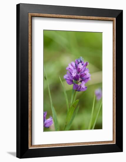 Dactylorhiza, blossom, close-up-David & Micha Sheldon-Framed Photographic Print