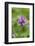 Dactylorhiza, blossom, close-up-David & Micha Sheldon-Framed Photographic Print