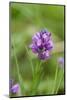 Dactylorhiza, blossom, close-up-David & Micha Sheldon-Mounted Photographic Print