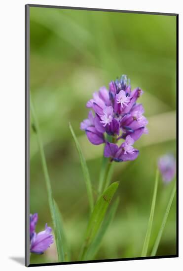 Dactylorhiza, blossom, close-up-David & Micha Sheldon-Mounted Photographic Print