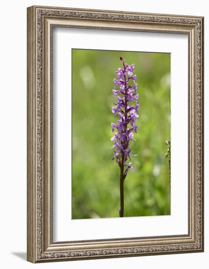 Dactylorhiza, blossom, close-up-David & Micha Sheldon-Framed Photographic Print