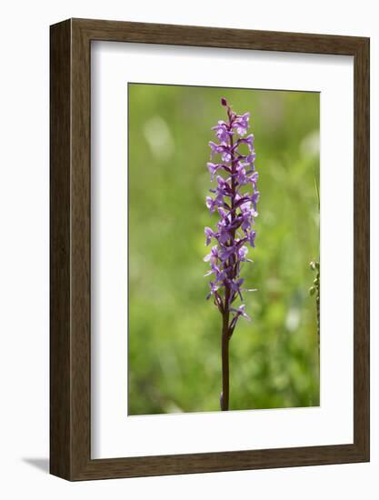 Dactylorhiza, blossom, close-up-David & Micha Sheldon-Framed Photographic Print