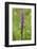 Dactylorhiza, blossom, close-up-David & Micha Sheldon-Framed Photographic Print