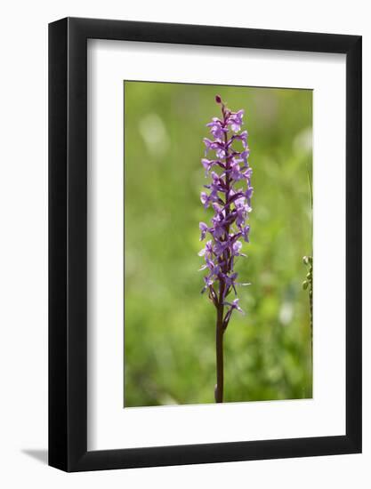 Dactylorhiza, blossom, close-up-David & Micha Sheldon-Framed Photographic Print