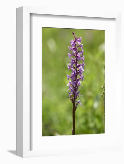 Dactylorhiza, blossom, close-up-David & Micha Sheldon-Framed Photographic Print