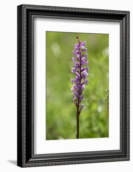 Dactylorhiza, blossom, close-up-David & Micha Sheldon-Framed Photographic Print