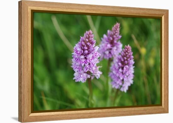 Dactylorhiza fuchsii-Angela Marsh-Framed Premier Image Canvas