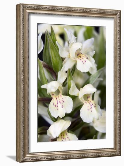 Dactylorhiza Sambucina-Paul Harcourt Davies-Framed Photographic Print