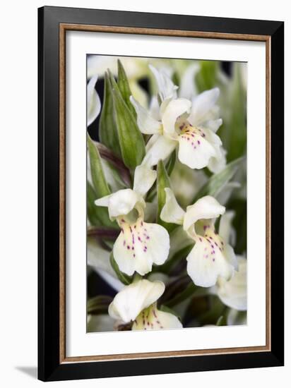 Dactylorhiza Sambucina-Paul Harcourt Davies-Framed Photographic Print