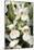 Dactylorhiza Sambucina-Paul Harcourt Davies-Mounted Photographic Print