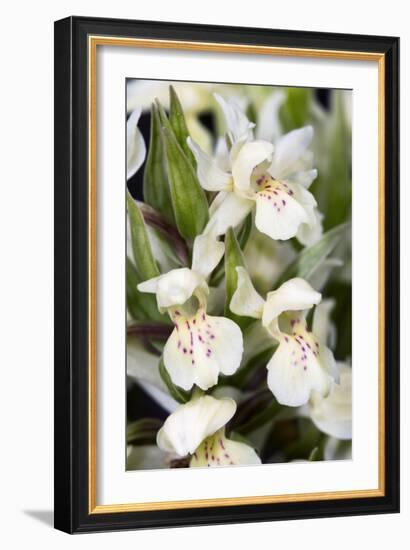 Dactylorhiza Sambucina-Paul Harcourt Davies-Framed Photographic Print