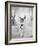 Daddy Long Legs, 1955-null-Framed Photographic Print