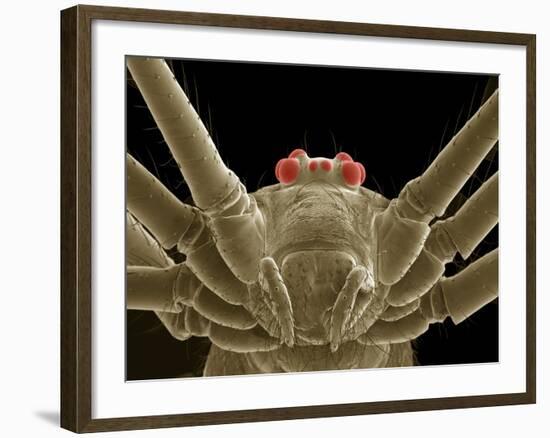 Daddy Long Legs Spider, SEM-Thomas Deerinck-Framed Photographic Print