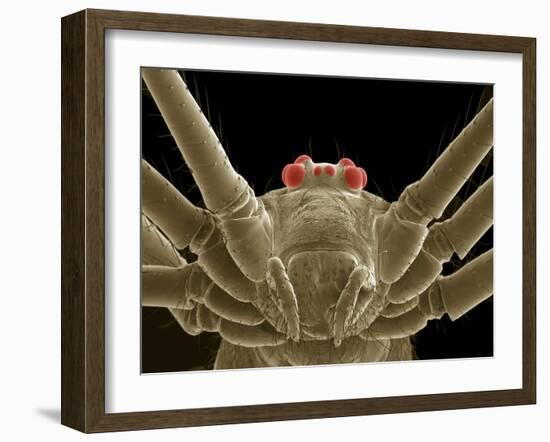 Daddy Long Legs Spider, SEM-Thomas Deerinck-Framed Photographic Print