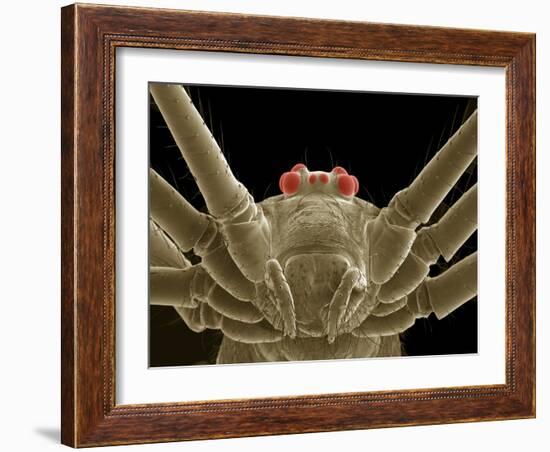 Daddy Long Legs Spider, SEM-Thomas Deerinck-Framed Photographic Print