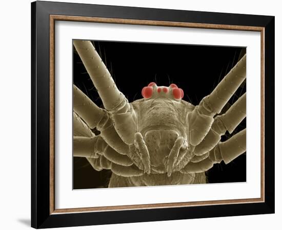 Daddy Long Legs Spider, SEM-Thomas Deerinck-Framed Photographic Print