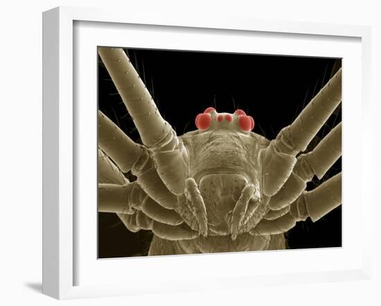 Daddy Long Legs Spider, SEM-Thomas Deerinck-Framed Photographic Print