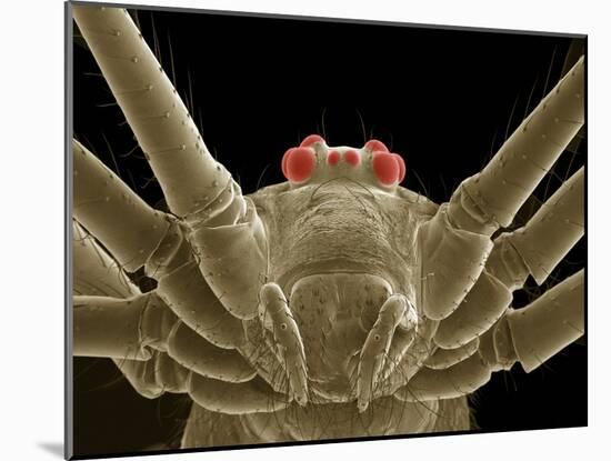 Daddy Long Legs Spider, SEM-Thomas Deerinck-Mounted Photographic Print