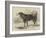 Daddy, the Esquimaux Dog of HMS Enterprise, Sent in Search of Sir John Franklin-null-Framed Giclee Print