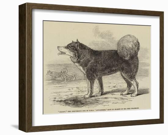 Daddy, the Esquimaux Dog of HMS Enterprise, Sent in Search of Sir John Franklin-null-Framed Giclee Print