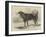 Daddy, the Esquimaux Dog of HMS Enterprise, Sent in Search of Sir John Franklin-null-Framed Giclee Print