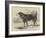 Daddy, the Esquimaux Dog of HMS Enterprise, Sent in Search of Sir John Franklin-null-Framed Giclee Print