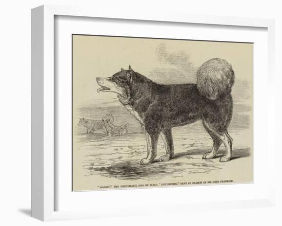 Daddy, the Esquimaux Dog of HMS Enterprise, Sent in Search of Sir John Franklin-null-Framed Giclee Print