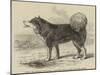 Daddy, the Esquimaux Dog of HMS Enterprise, Sent in Search of Sir John Franklin-null-Mounted Giclee Print
