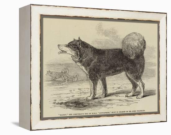 Daddy, the Esquimaux Dog of HMS Enterprise, Sent in Search of Sir John Franklin-null-Framed Premier Image Canvas