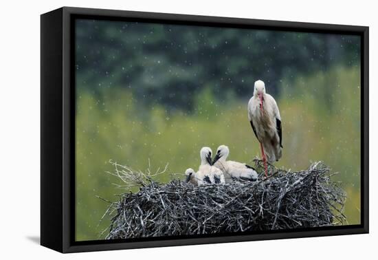 Dady...-Nicolás Merino-Framed Premier Image Canvas