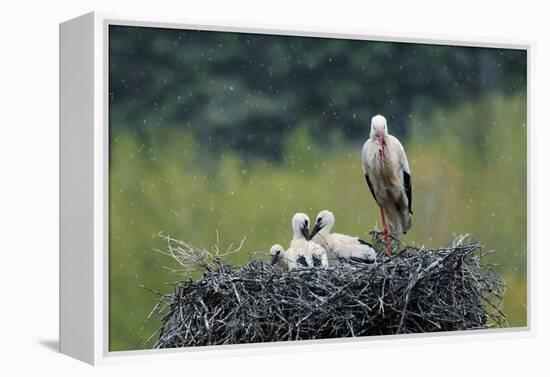 Dady...-Nicolás Merino-Framed Premier Image Canvas