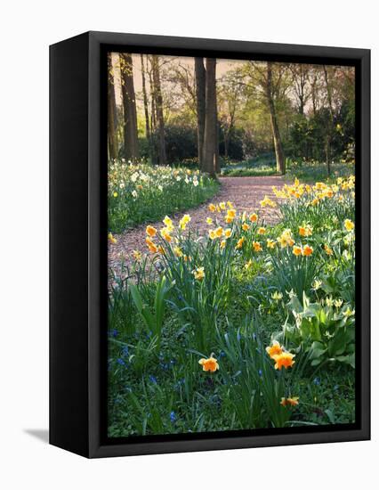 Daffodil Along Path in Woodland Spring Garden-Anna Miller-Framed Premier Image Canvas