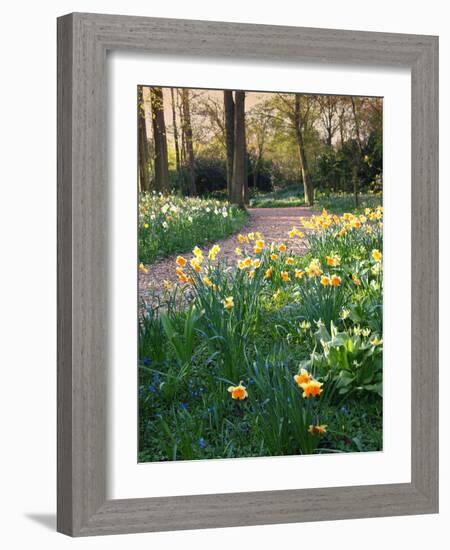 Daffodil Along Path in Woodland Spring Garden-Anna Miller-Framed Photographic Print