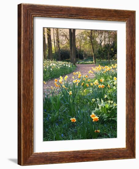 Daffodil Along Path in Woodland Spring Garden-Anna Miller-Framed Photographic Print