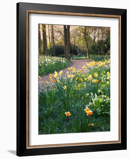 Daffodil Along Path in Woodland Spring Garden-Anna Miller-Framed Photographic Print