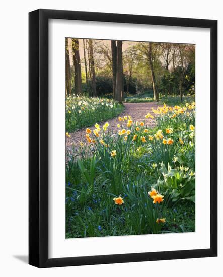 Daffodil Along Path in Woodland Spring Garden-Anna Miller-Framed Photographic Print