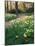 Daffodil Along Path in Woodland Spring Garden-Anna Miller-Mounted Photographic Print