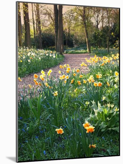 Daffodil Along Path in Woodland Spring Garden-Anna Miller-Mounted Photographic Print