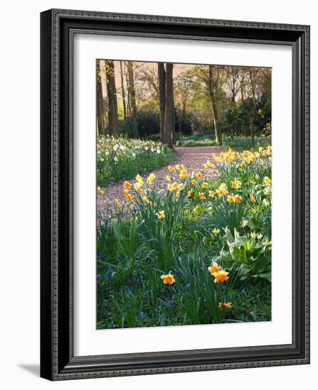 Daffodil Along Path in Woodland Spring Garden-Anna Miller-Framed Photographic Print