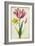 Daffodil and Tulip, C.1675-Nicolas Robert-Framed Giclee Print