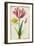 Daffodil and Tulip, C.1675-Nicolas Robert-Framed Giclee Print