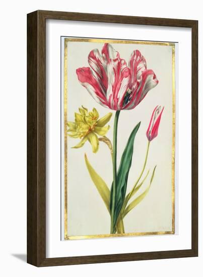 Daffodil and Tulip, C.1675-Nicolas Robert-Framed Giclee Print