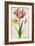 Daffodil and Tulip, C.1675-Nicolas Robert-Framed Giclee Print