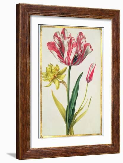 Daffodil and Tulip, C.1675-Nicolas Robert-Framed Giclee Print