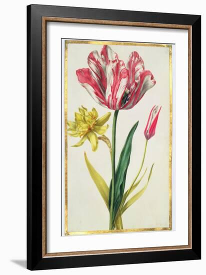 Daffodil and Tulip, C.1675-Nicolas Robert-Framed Giclee Print