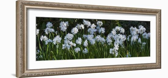 Daffodil Blooms-Anna Miller-Framed Photographic Print