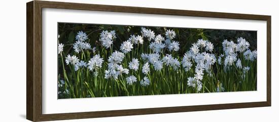 Daffodil Blooms-Anna Miller-Framed Photographic Print